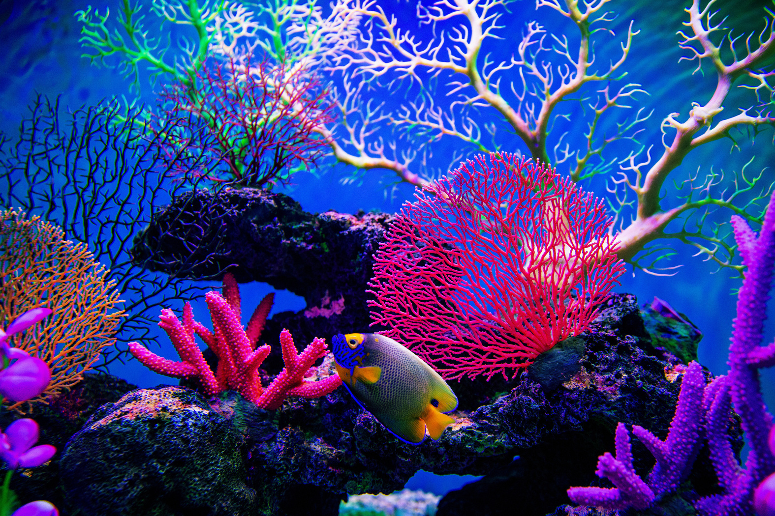 Coral reef on the ocean floor